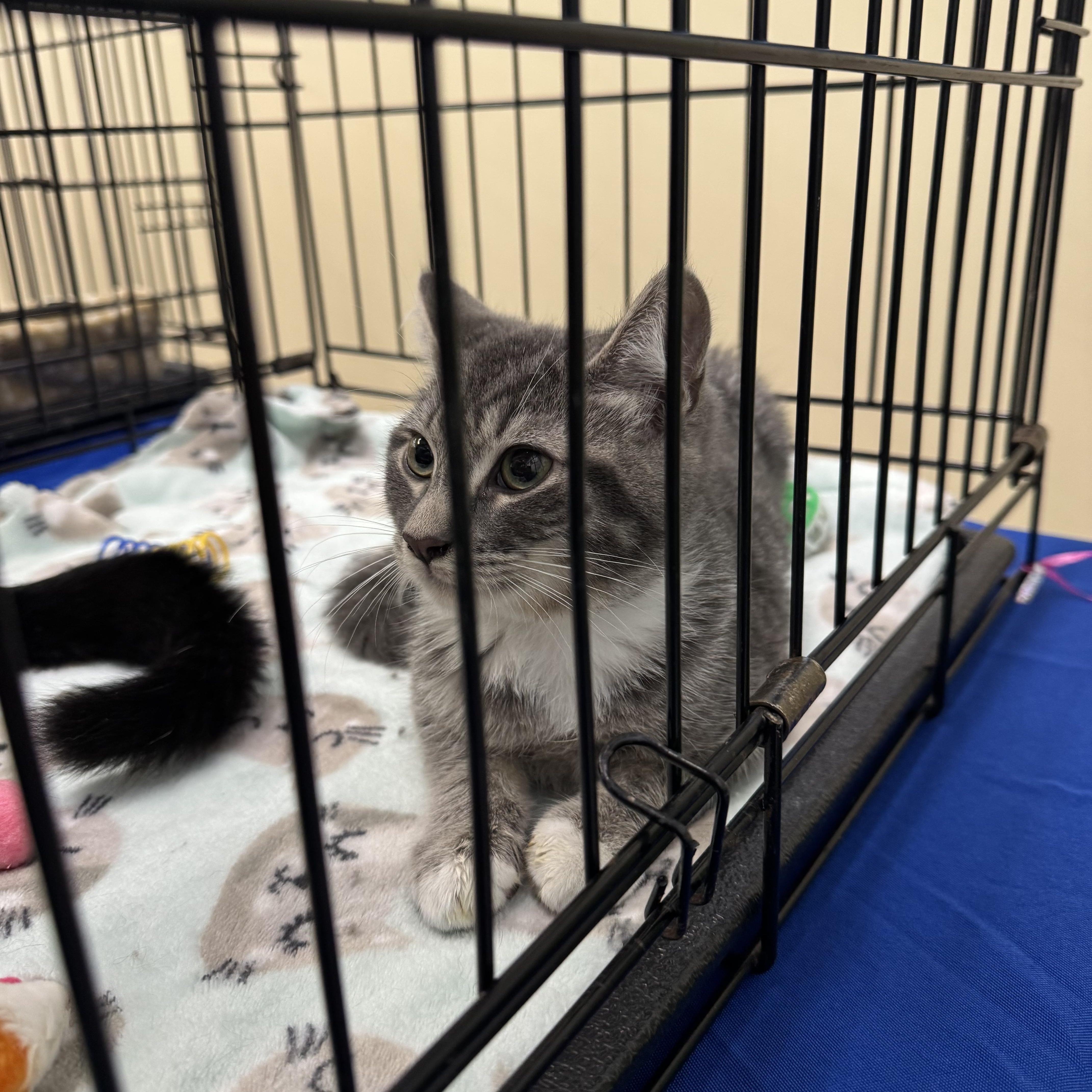 Mayhem, an adopted Domestic Short Hair in Easley, SC image 3/3