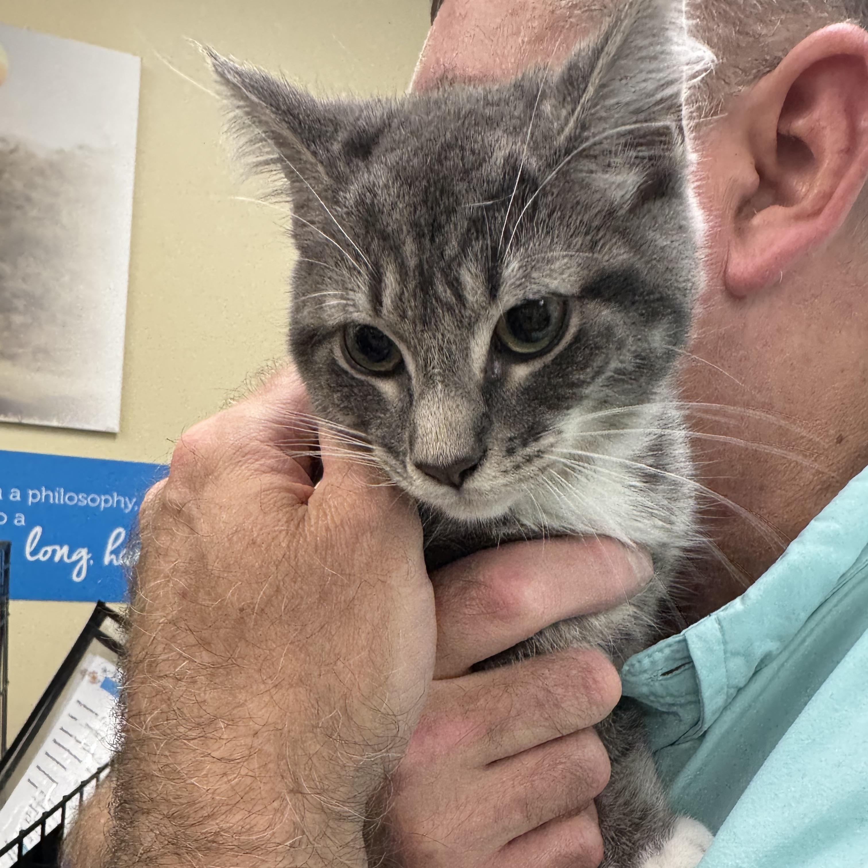 Mayhem, adopted, Kitten Female Domestic Short Hair.