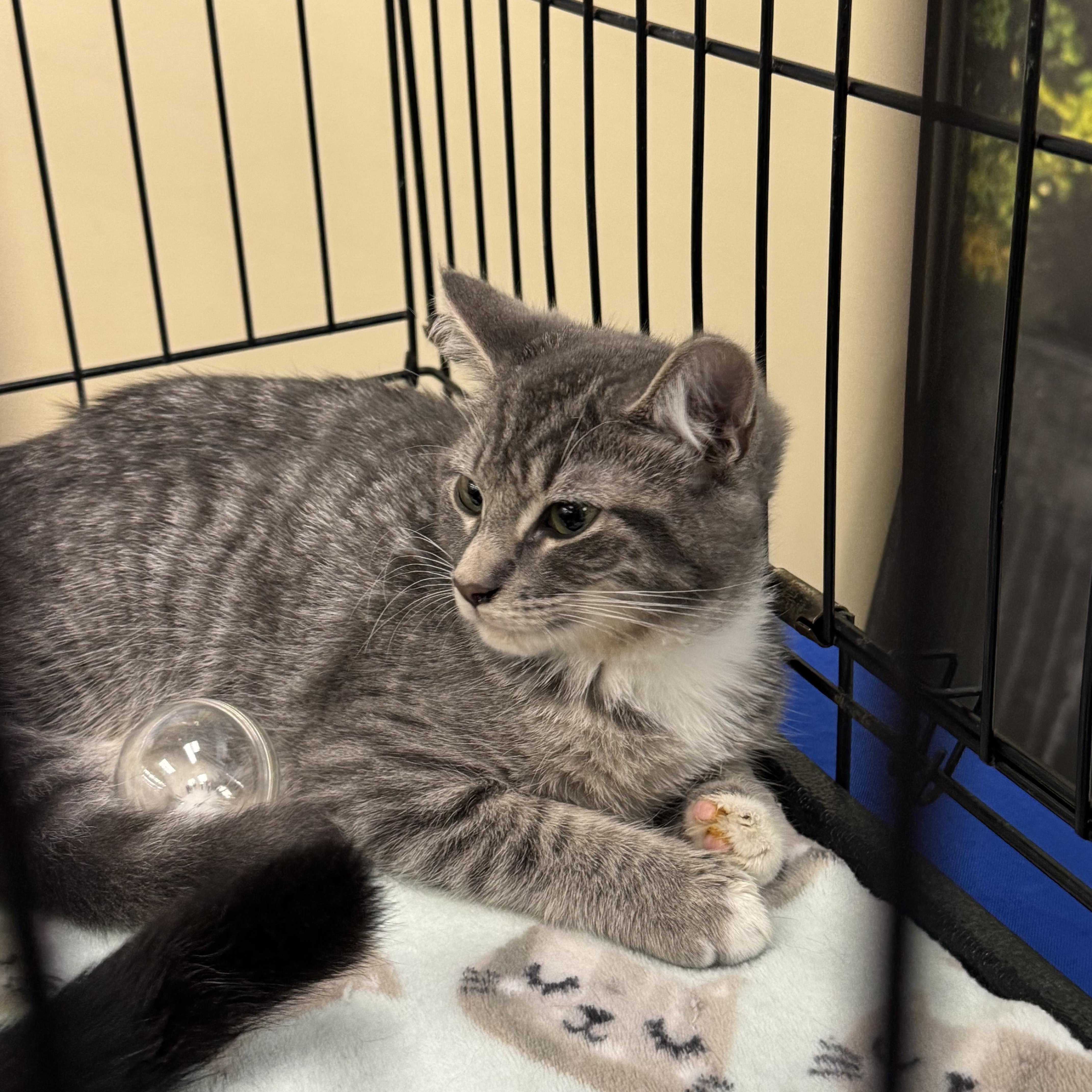 Mayhem, an adopted Domestic Short Hair in Easley, SC image 2/3