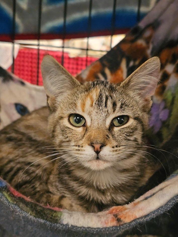 Snickerdoodle, Adoptable, Kitten Female Domestic Short Hair.