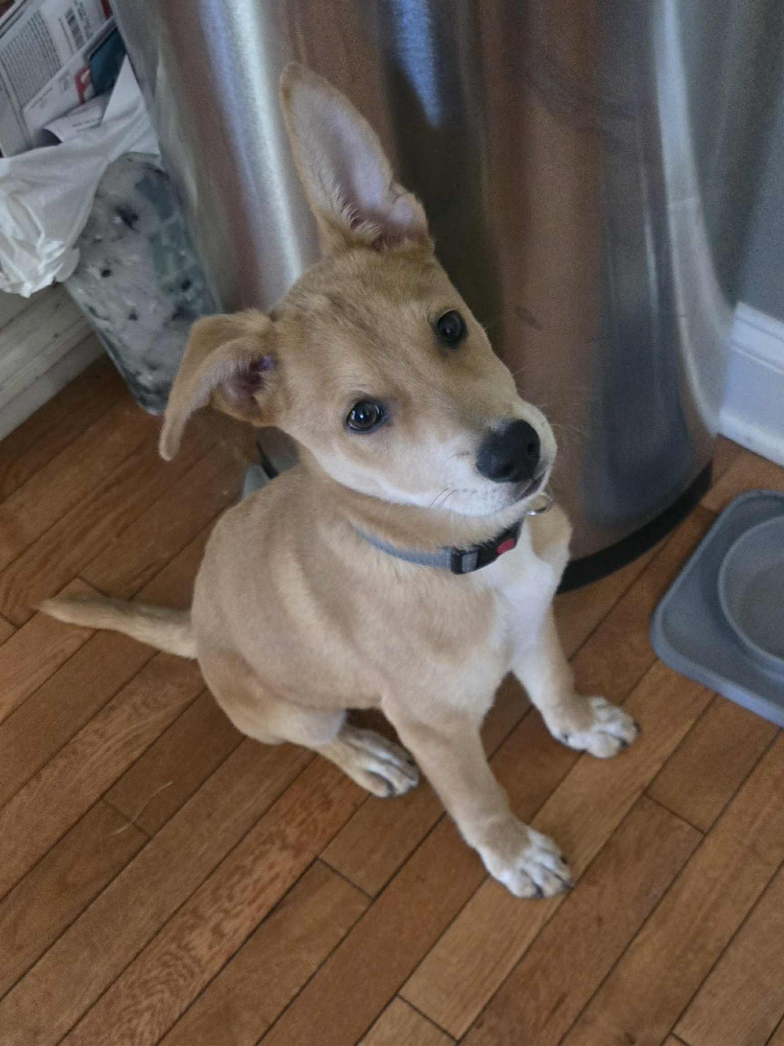 Gary, Adopted, Puppy Male Labrador Retriever & Carolina Dog.