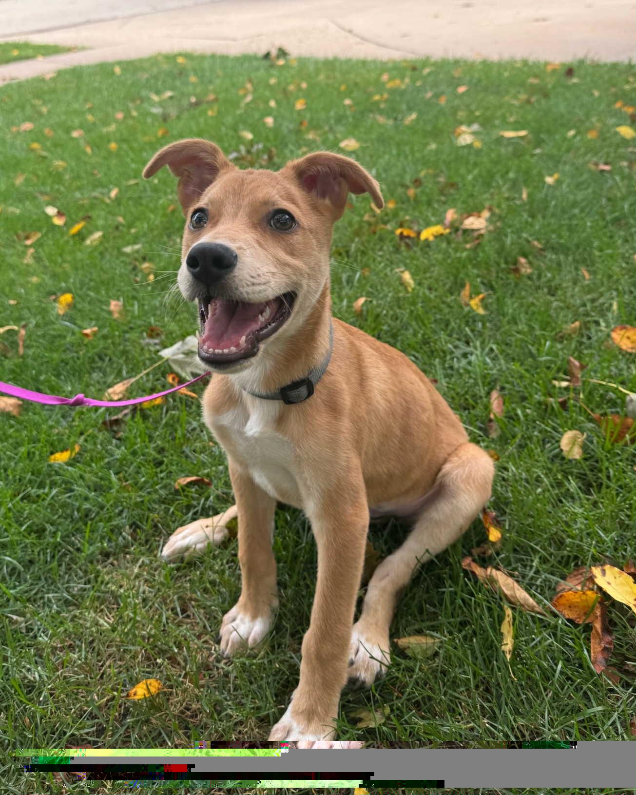 Gary, Adopted, Puppy Male Labrador Retriever & Carolina Dog.
