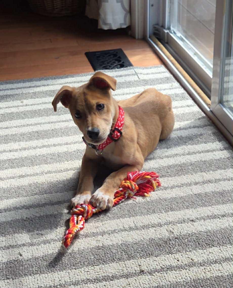 Enlarge Gary, a Adopted mixed breed in South Elgin, IL image 3/4