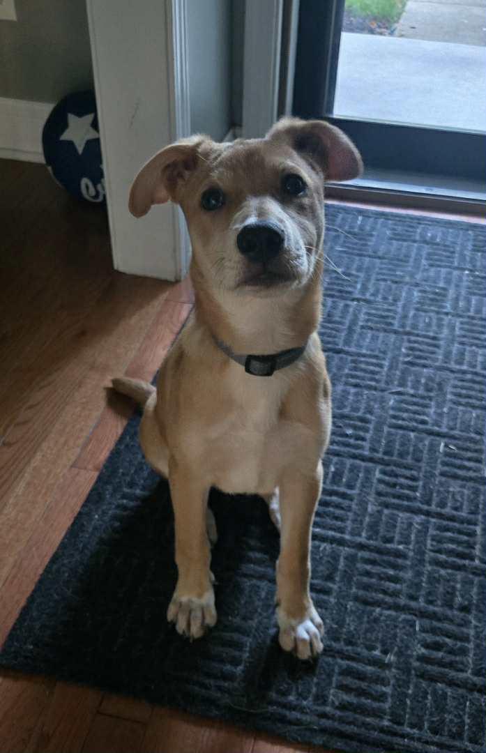 Enlarge Gary, a Adopted mixed breed in South Elgin, IL image 4/4