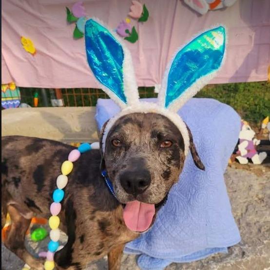 Remington, Adoptable, Adult Male Catahoula Leopard Dog & Beagle.