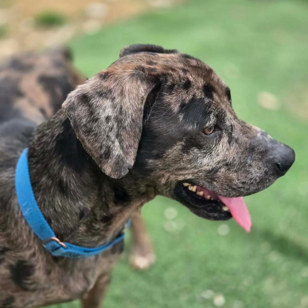 Enlarge Remington, a Adoptable mixed breed in Gordonsville, TN image 1/6