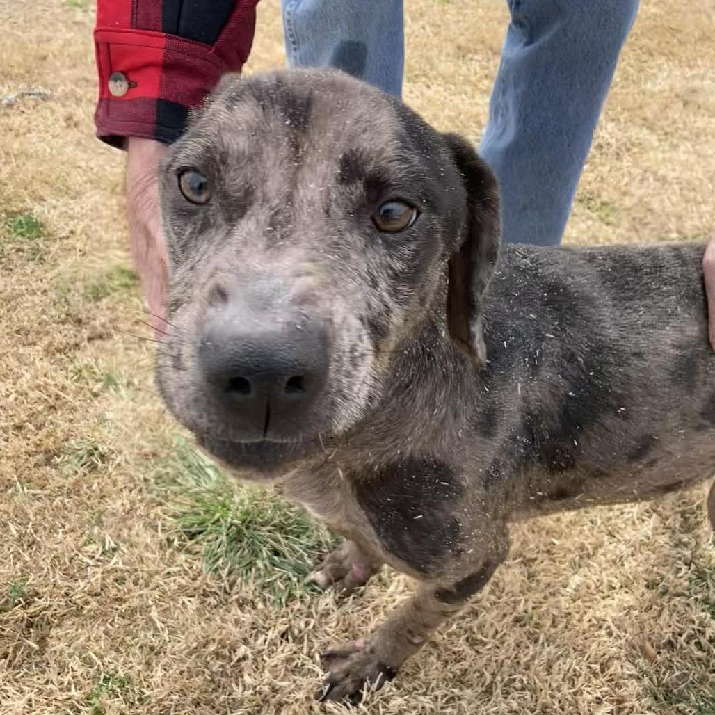 Enlarge Remington, a Adoptable mixed breed in Gordonsville, TN image 2/6