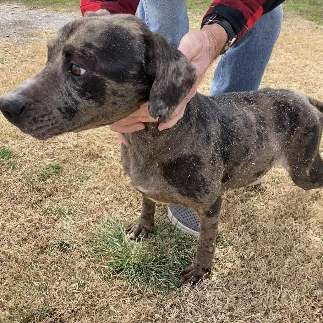 Enlarge Remington, a Adoptable mixed breed in Gordonsville, TN image 3/6