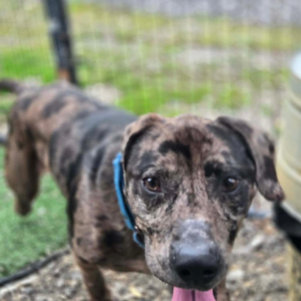 Enlarge Remington, a Adoptable mixed breed in Gordonsville, TN image 4/6