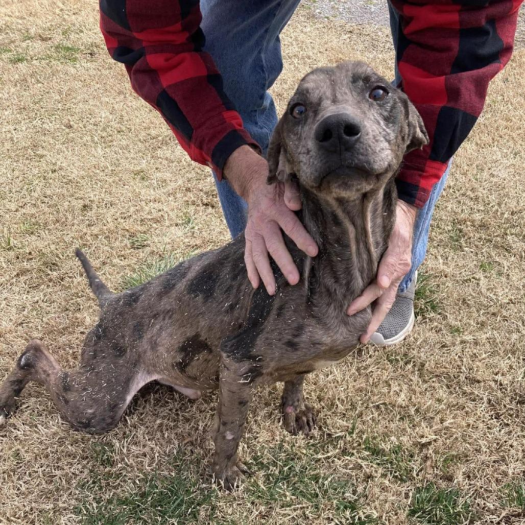 Enlarge Remington, a Adoptable mixed breed in Gordonsville, TN image 5/6