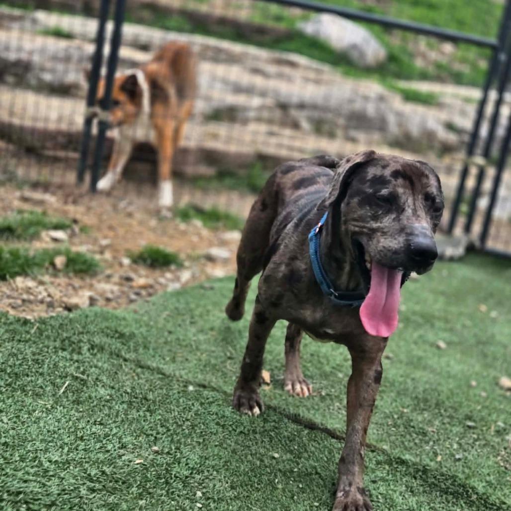 Enlarge Remington, a Adoptable mixed breed in Gordonsville, TN image 6/6