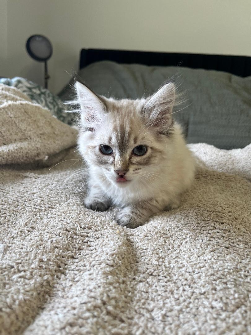 Beatrice, adopted, Kitten Female Domestic Medium Hair.