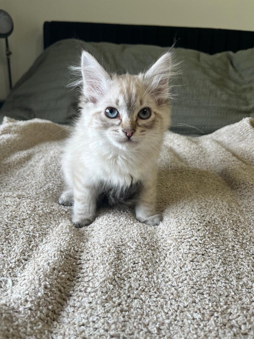 Beatrice, an adopted Domestic Medium Hair in Pasco, WA image 2/2