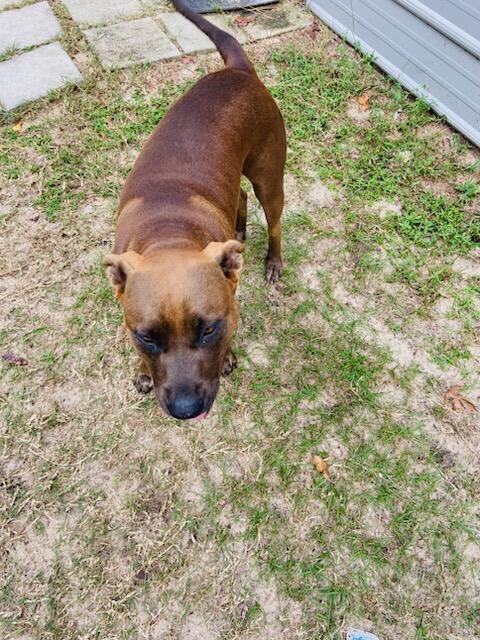 Enlarge Roxy, a Adoptable Labrador Retriever in Savannah, GA image 2/5