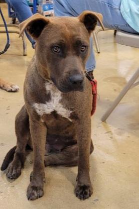 Enlarge Roxy, a Adoptable Labrador Retriever in Savannah, GA image 3/5