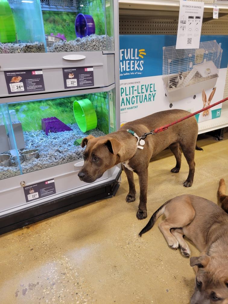 Enlarge Roxy, a Adoptable Labrador Retriever in Savannah, GA image 5/5