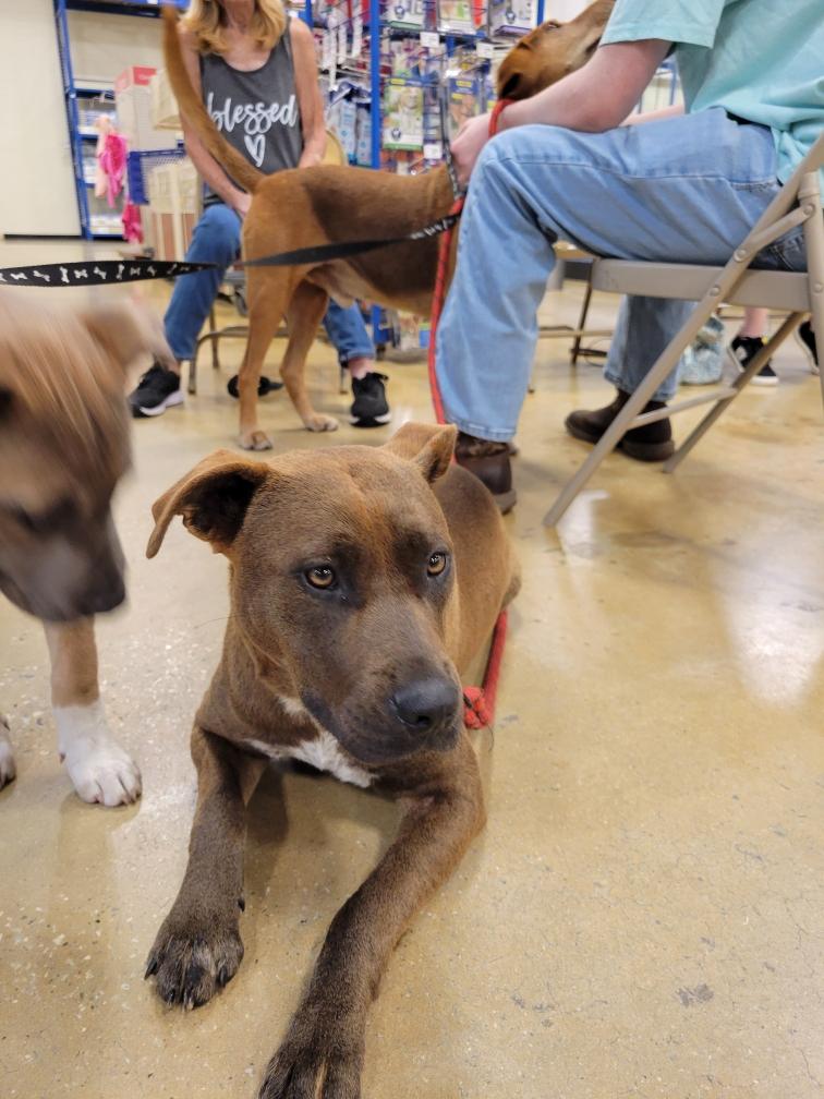 Enlarge Roxy, a Adoptable Labrador Retriever in Savannah, GA image 4/5