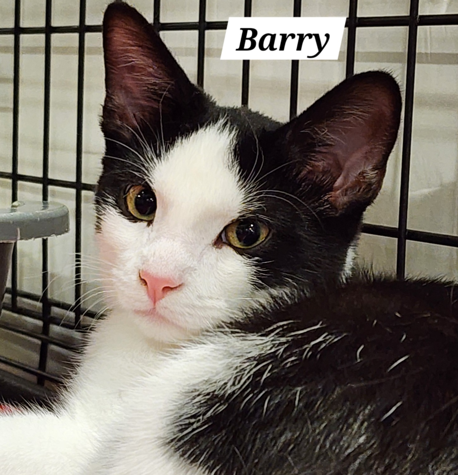 Barry, an adopted Domestic Short Hair in Irwin, PA_image-1