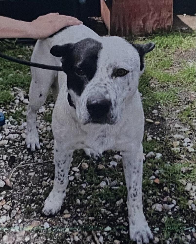 Enlarge Larry, a Adoptable mixed breed in Fort Madison, IA image 1/1
