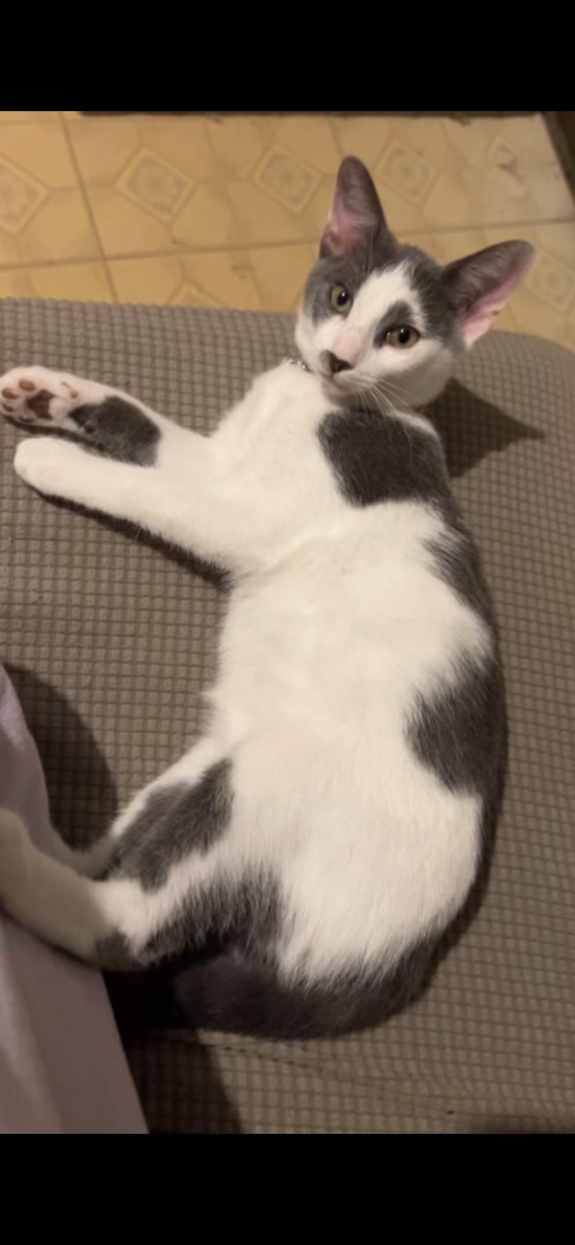 Bolt, a Adoptable American Shorthair in Rochester, NY image 2/3