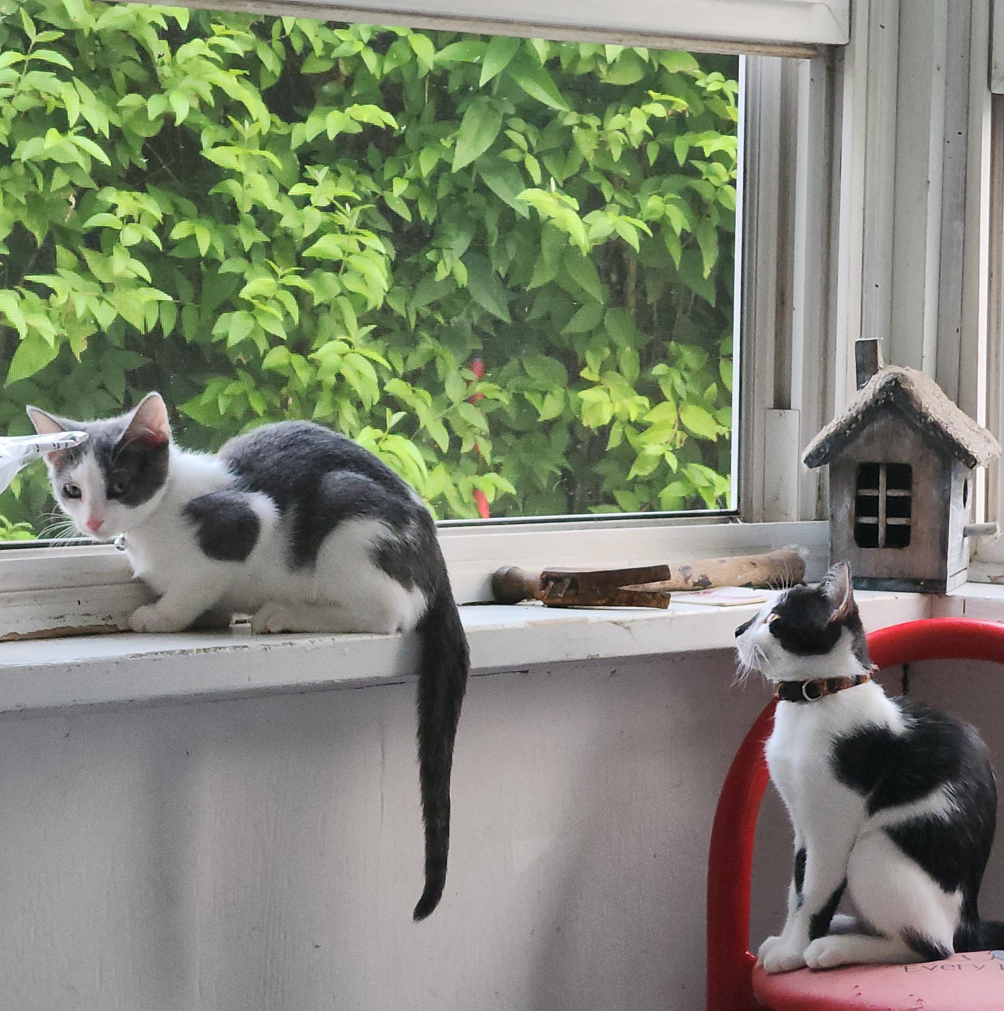 Bolt, Adoptable, Young Male American Shorthair.