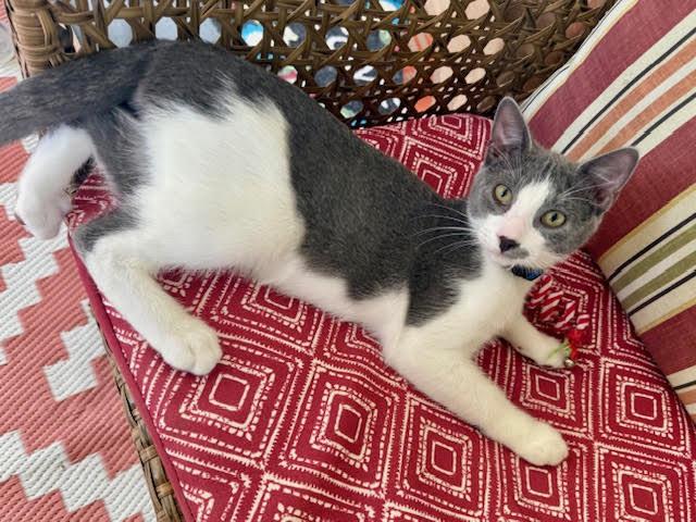 Bolt, a Adoptable American Shorthair in Rochester, NY image 1/3