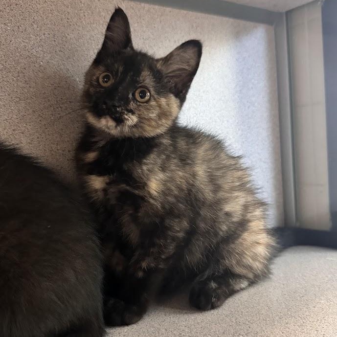 Coconuts, an adopted Domestic Short Hair in Waterloo, IA image 2/3