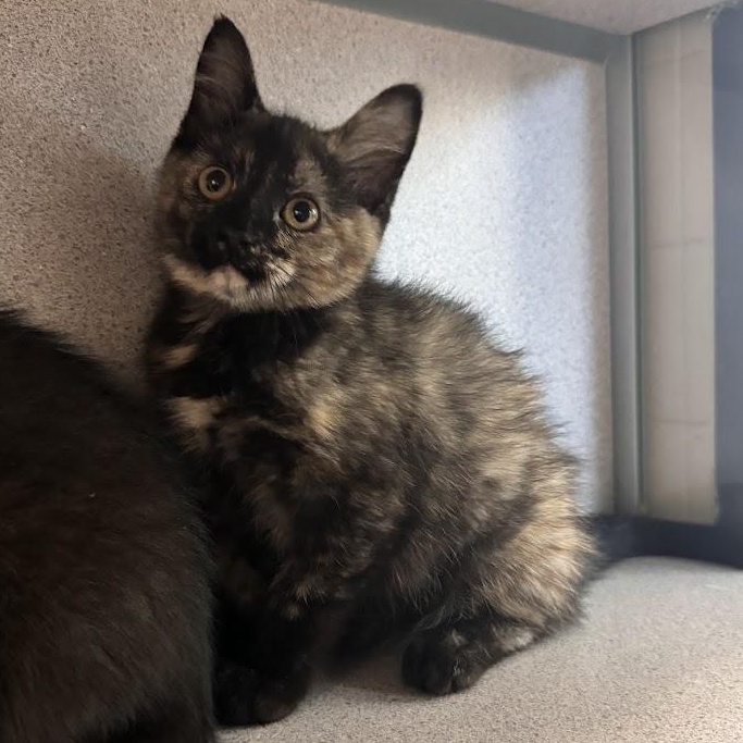 Coconuts, an adopted Domestic Short Hair in Waterloo, IA image 1/3