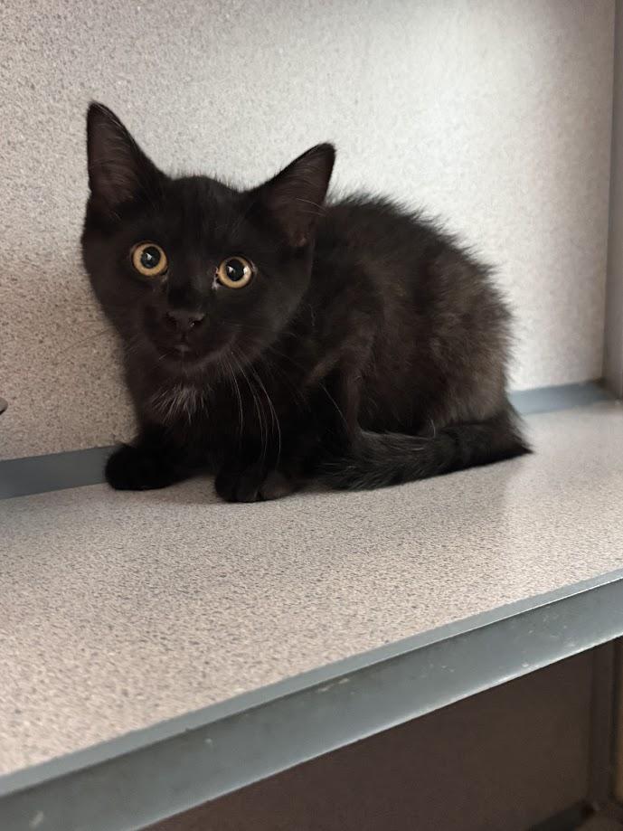 Coconuts, an adopted Domestic Short Hair in Waterloo, IA image 3/3