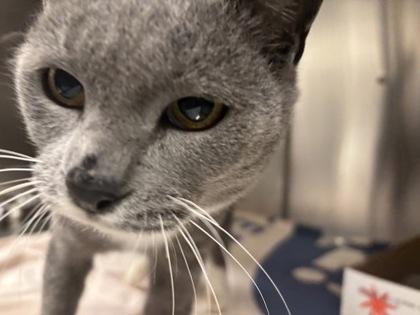 Sapphire thumbnail 2