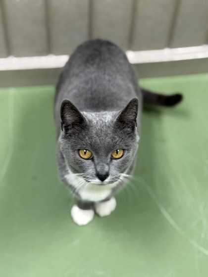 Sapphire thumbnail 3