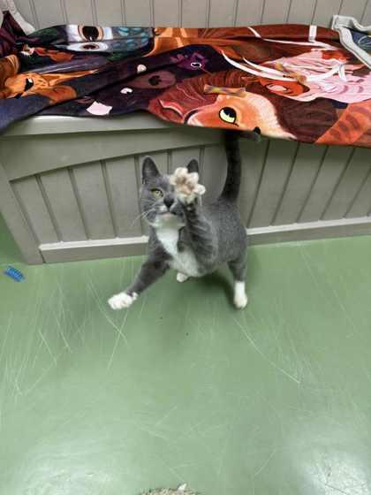 Sapphire thumbnail 4