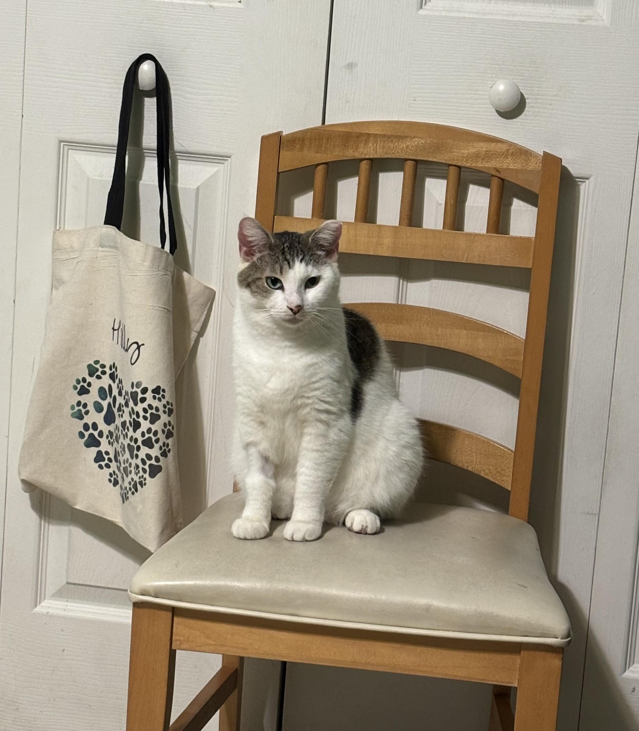 Enlarge Max , a Adoptable Domestic Short Hair in Wesley Chapel, FL image 1/6