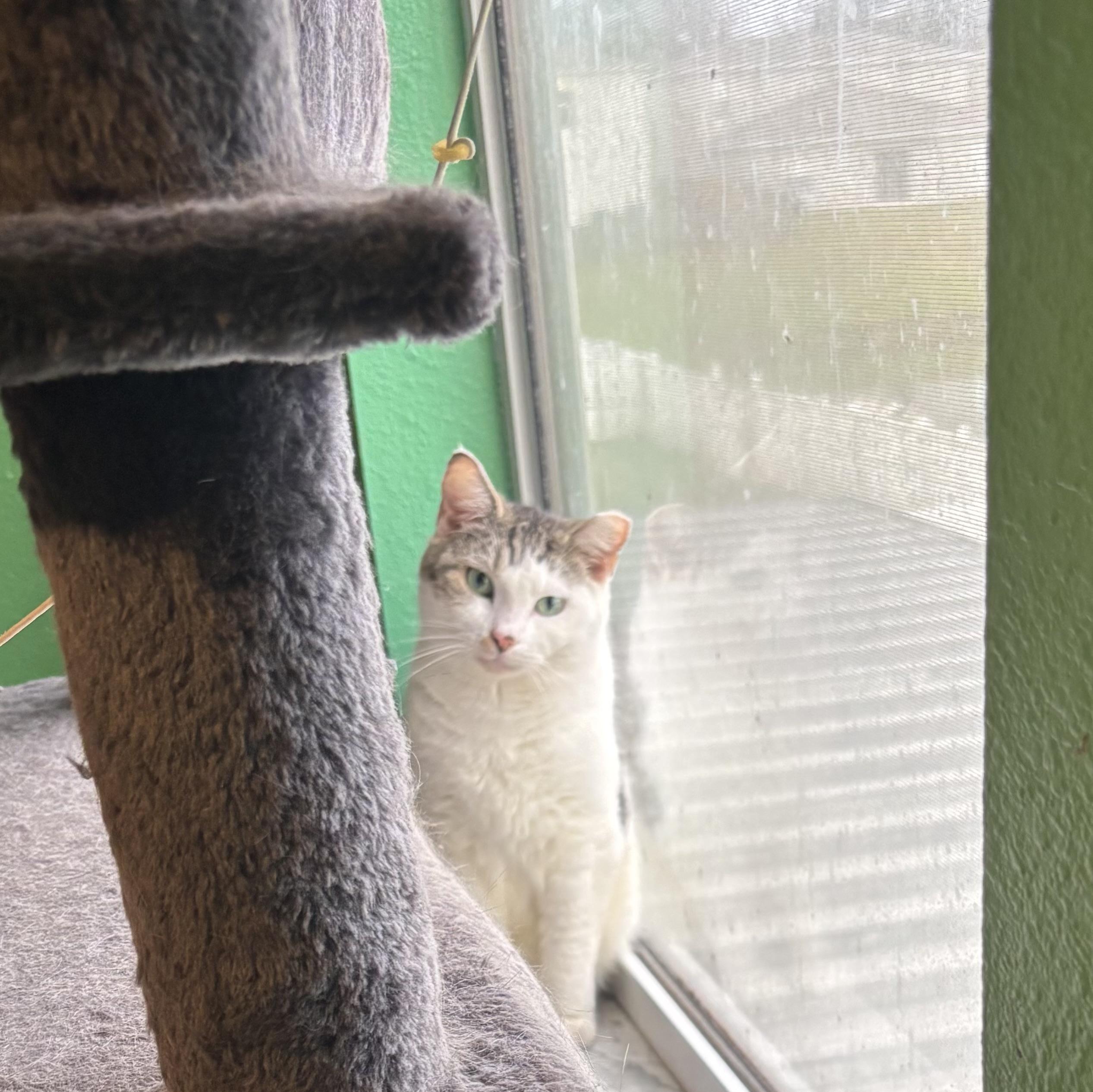 Enlarge Max , a Adoptable Domestic Short Hair in Wesley Chapel, FL image 5/6