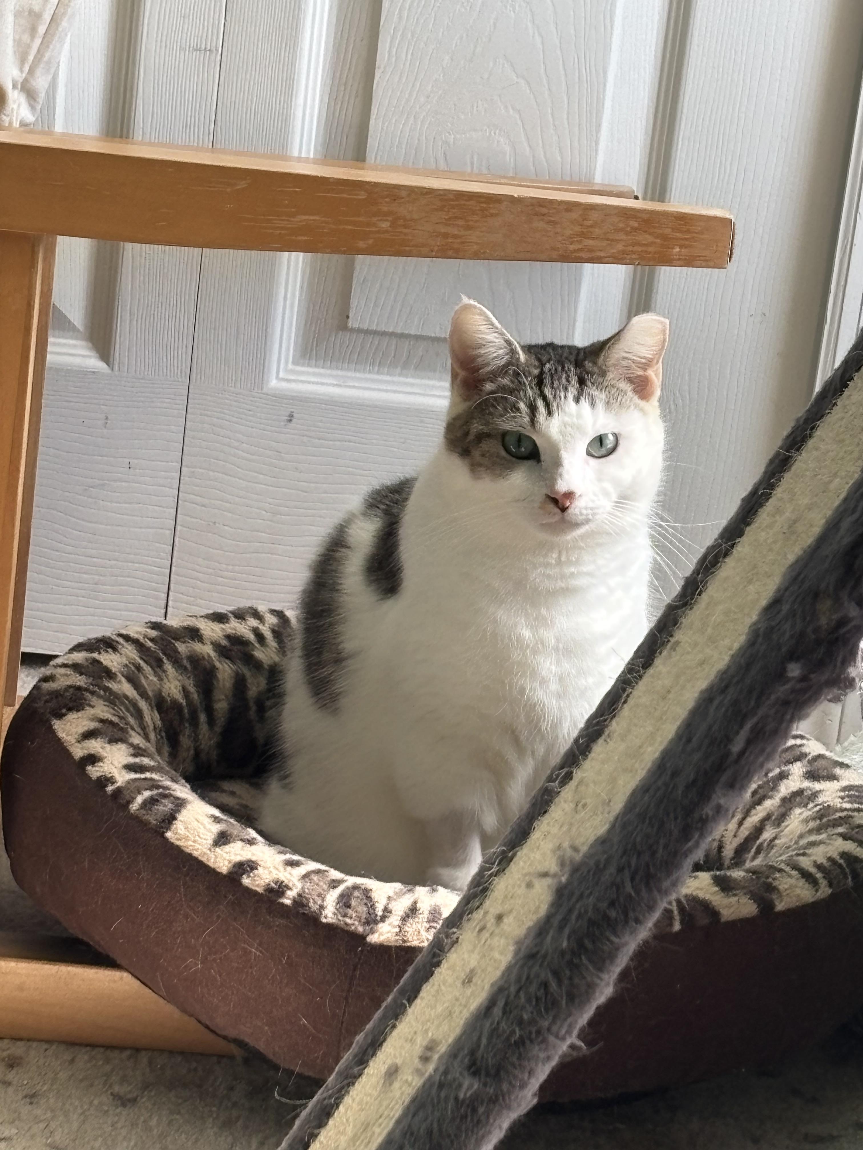 Enlarge Max , a Adoptable Domestic Short Hair in Wesley Chapel, FL image 4/6