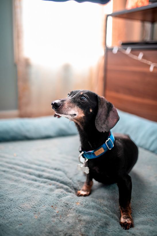 Frankie, Adopted, Senior Male Miniature Dachshund.