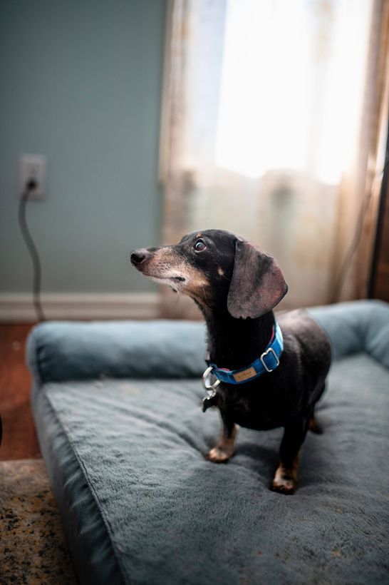 Enlarge Frankie, a Adopted Miniature Dachshund in Utterson, ON image 2/4