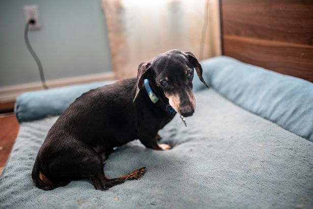Enlarge Frankie, a Adopted Miniature Dachshund in Utterson, ON image 3/4