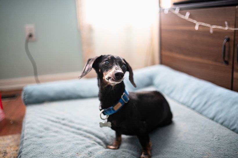 Enlarge Frankie, a Adopted Miniature Dachshund in Utterson, ON image 4/4