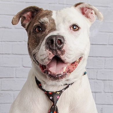 Oscar, a Adoptable mixed breed in Oklahoma City, OK image 2/6