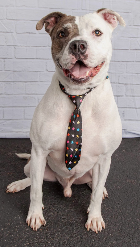 Oscar, a Adoptable mixed breed in Oklahoma City, OK image 5/6