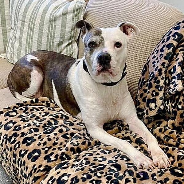 Oscar, a Adoptable mixed breed in Oklahoma City, OK image 1/6