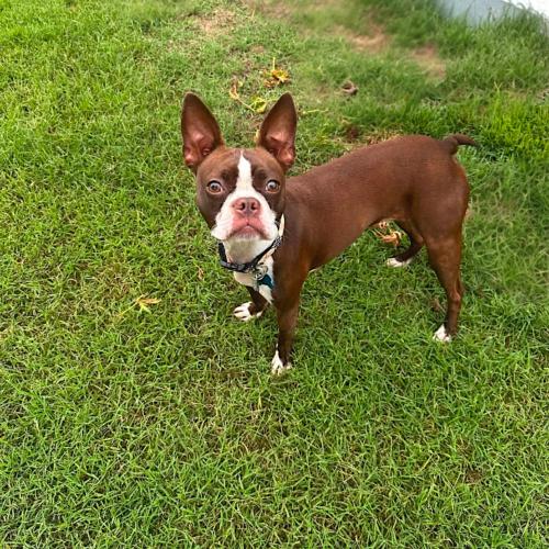 Frankie Rose, Adoptable, Young Female Boston Terrier.
