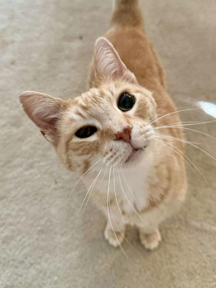 Brandis Bonded Sibling Pair with Angus — thumbnail 3