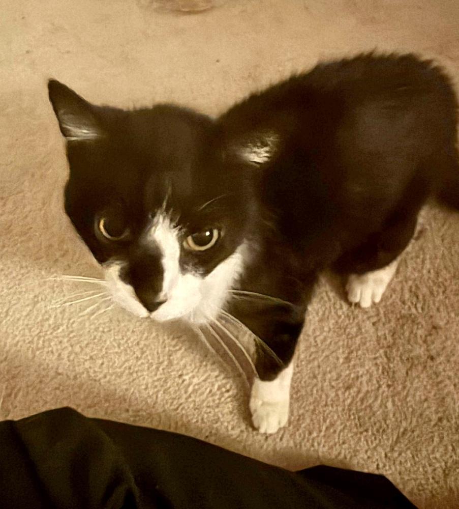 Brandis Bonded Sibling Pair with Angus — thumbnail 4