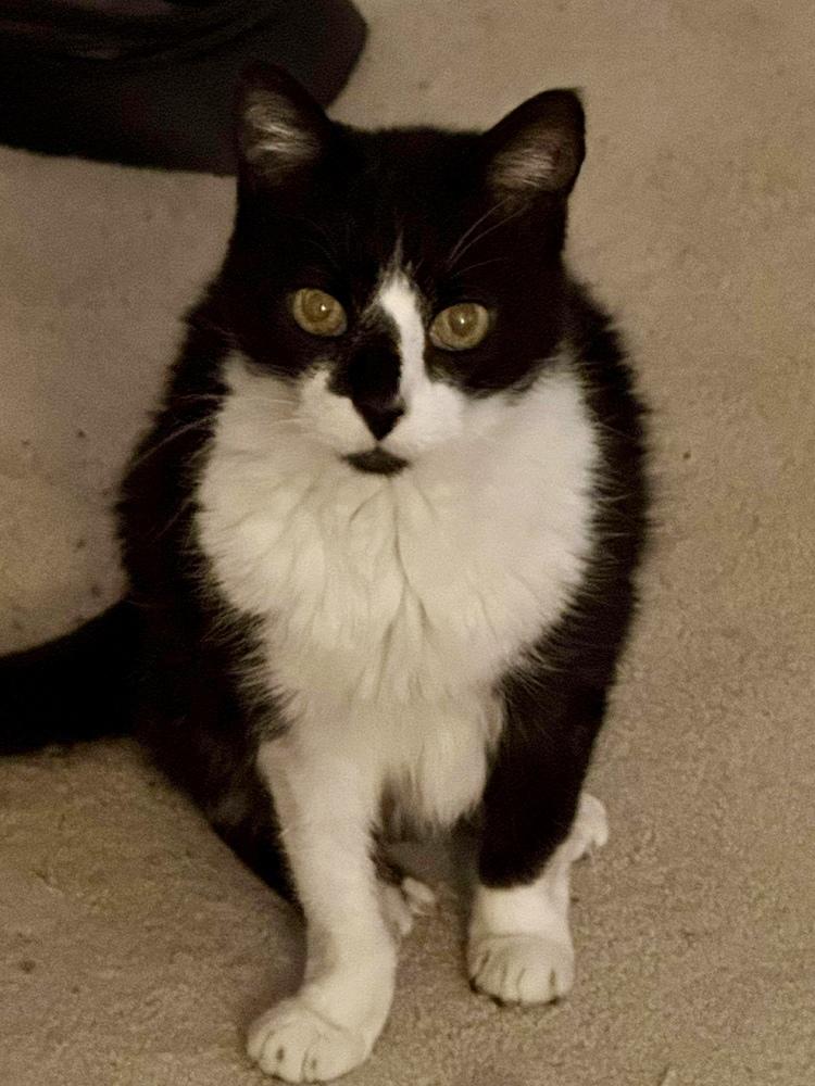 Brandis Bonded Sibling Pair with Angus — thumbnail 5