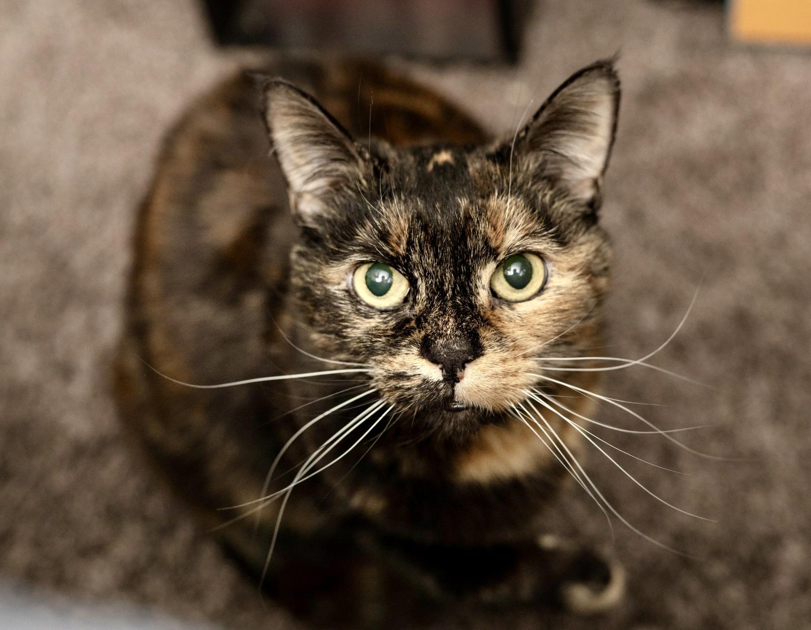Enlarge Domi, a ADOPTABLE Domestic Short Hair in BLACK MOUNTAIN, NC image 2/6