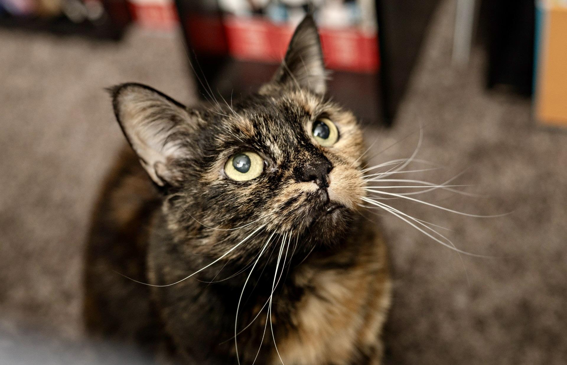 Enlarge Domi, a ADOPTABLE Domestic Short Hair in BLACK MOUNTAIN, NC image 4/6