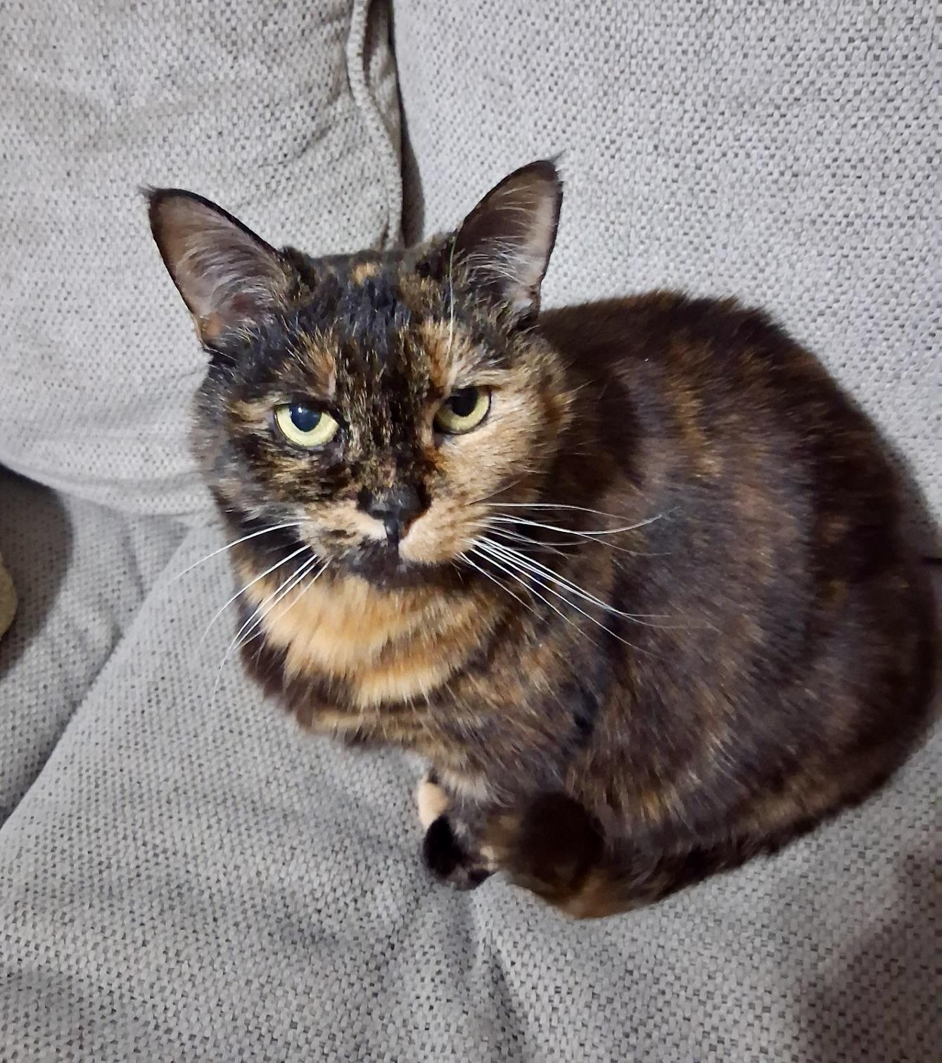 Enlarge Domi, a ADOPTABLE Domestic Short Hair in BLACK MOUNTAIN, NC image 3/6