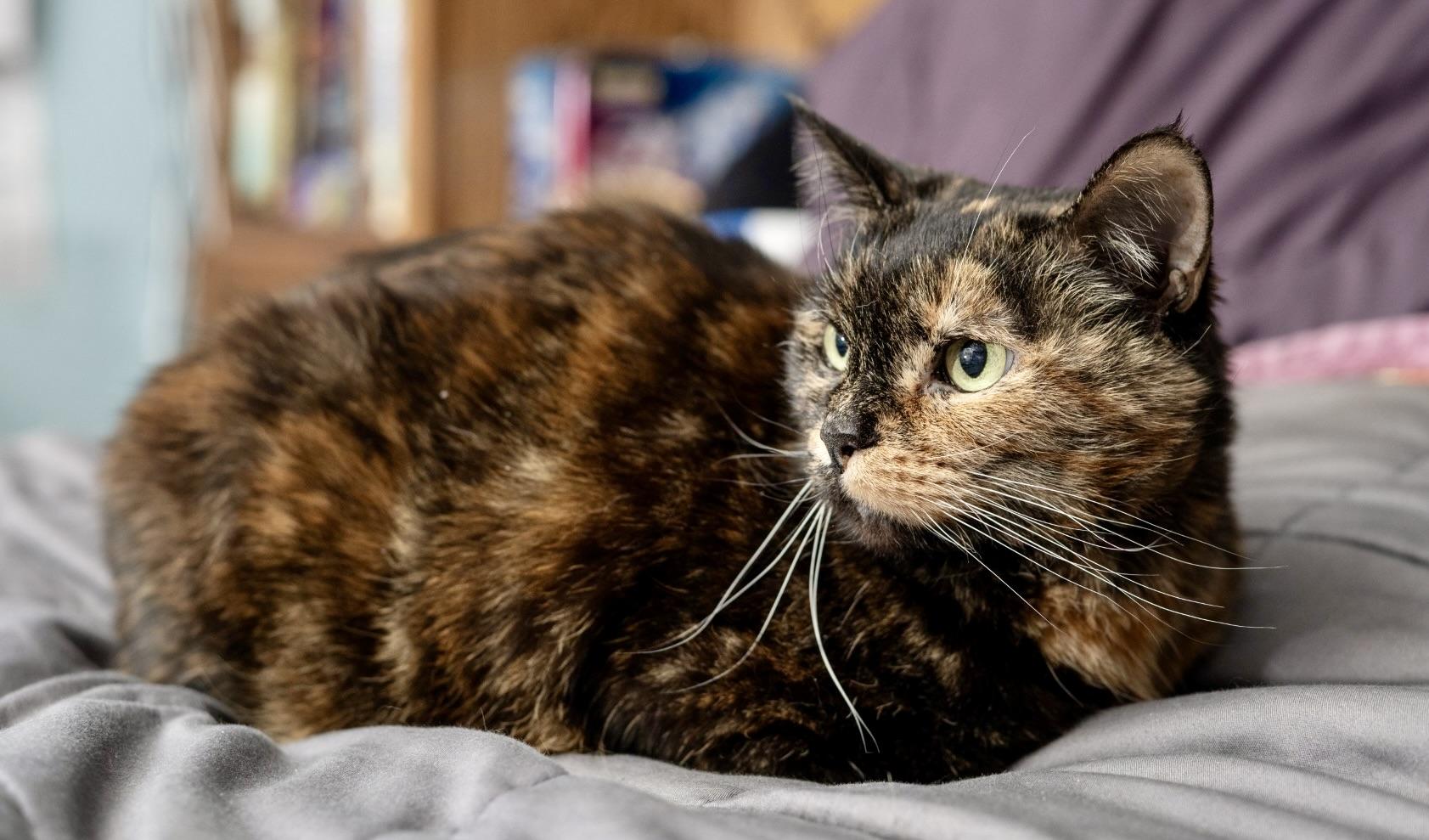 Enlarge Domi, a ADOPTABLE Domestic Short Hair in BLACK MOUNTAIN, NC image 6/6